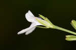 Looseflower waterwillow